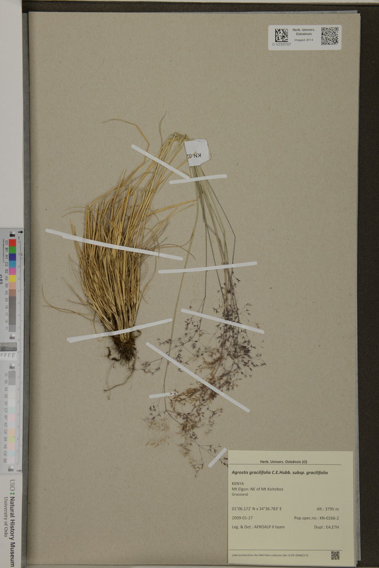 Agrostis gracilifolia — search result for 'Agrostis'