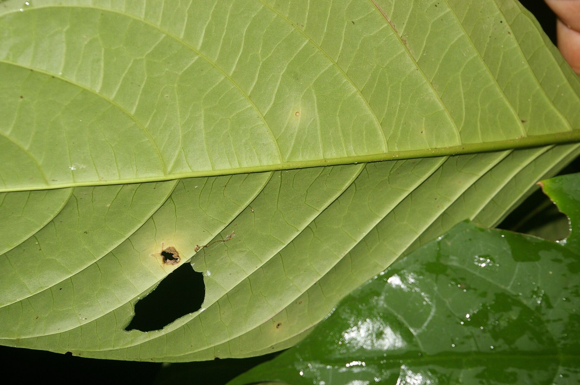 Tabernaemontana pauli leaf