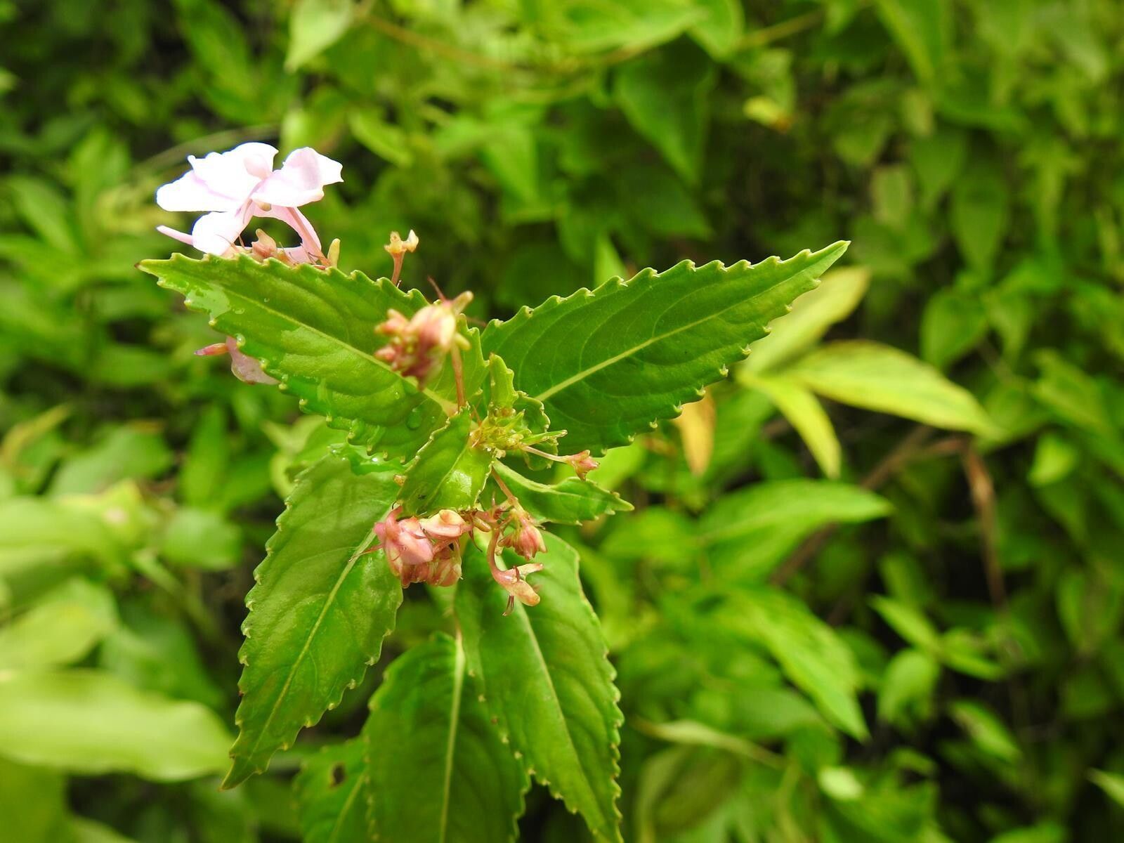 Impatiens briartii — houseplant care guide