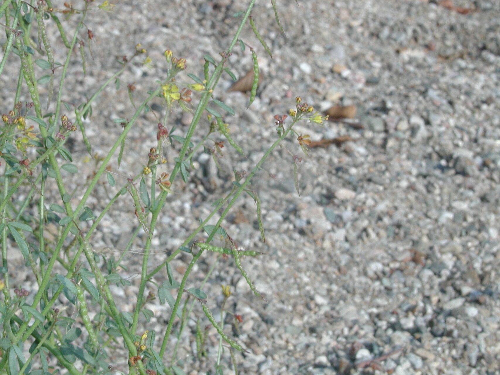 Cleome ornithopodioides flower