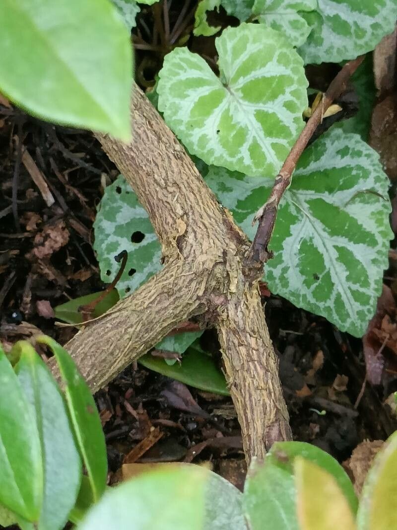 Rhododendron viriosum bark