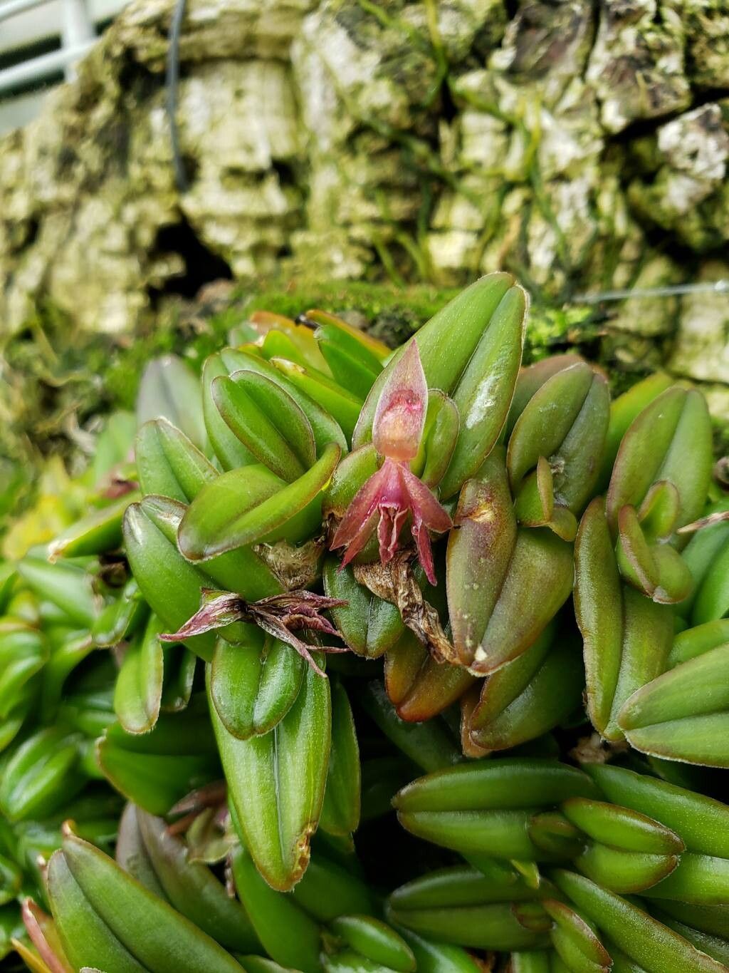 Epidendrum schlechterianum flower