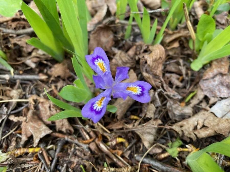 Iris lacustris flower