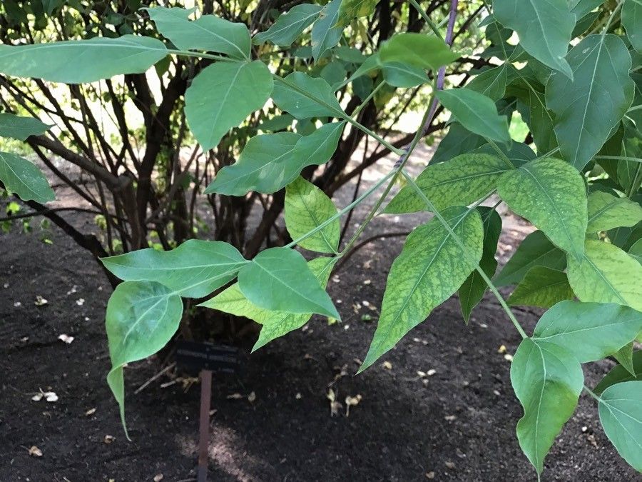 Heteromorpha arborescens leaf