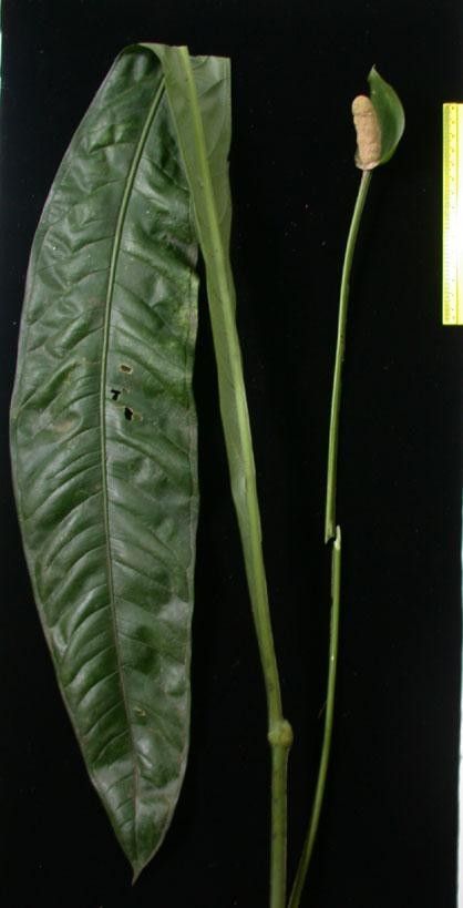 Anthurium spathiphyllum leaf