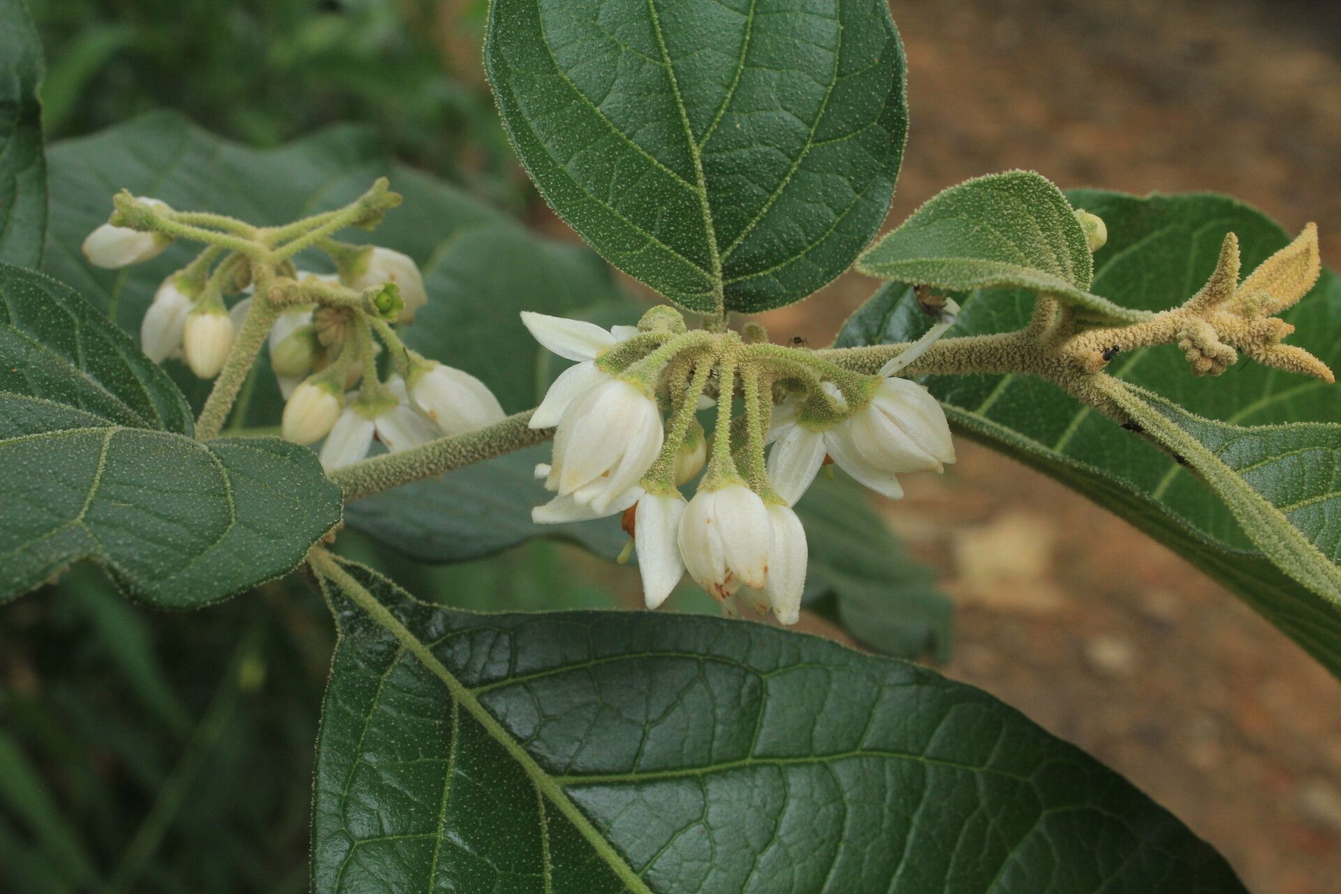 Solanum microleprodes flower