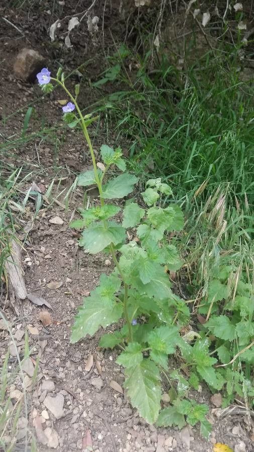 Phacelia viscida habit