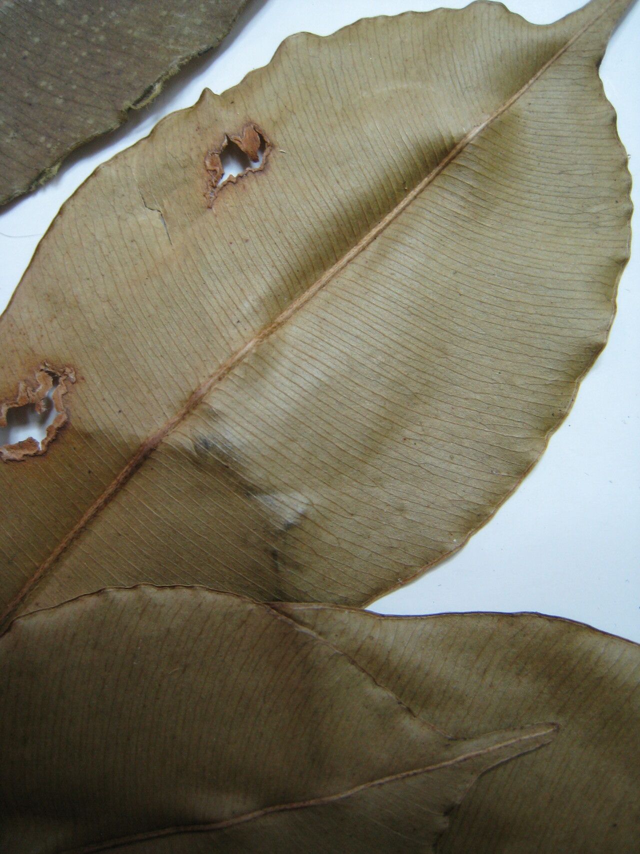 Micropholis mensalis other