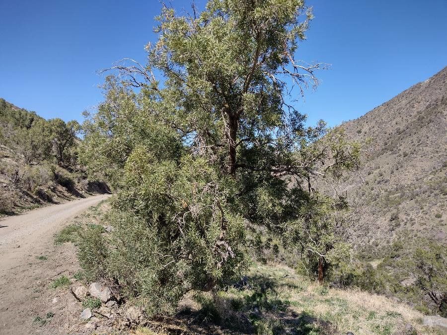 Kageneckia angustifolia leaf