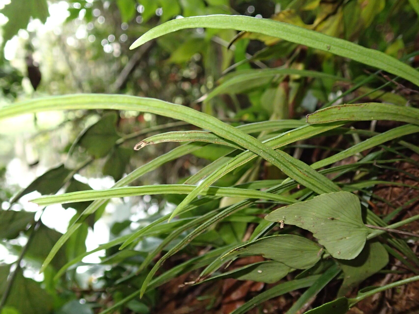 Haplopteris guineensis leaf