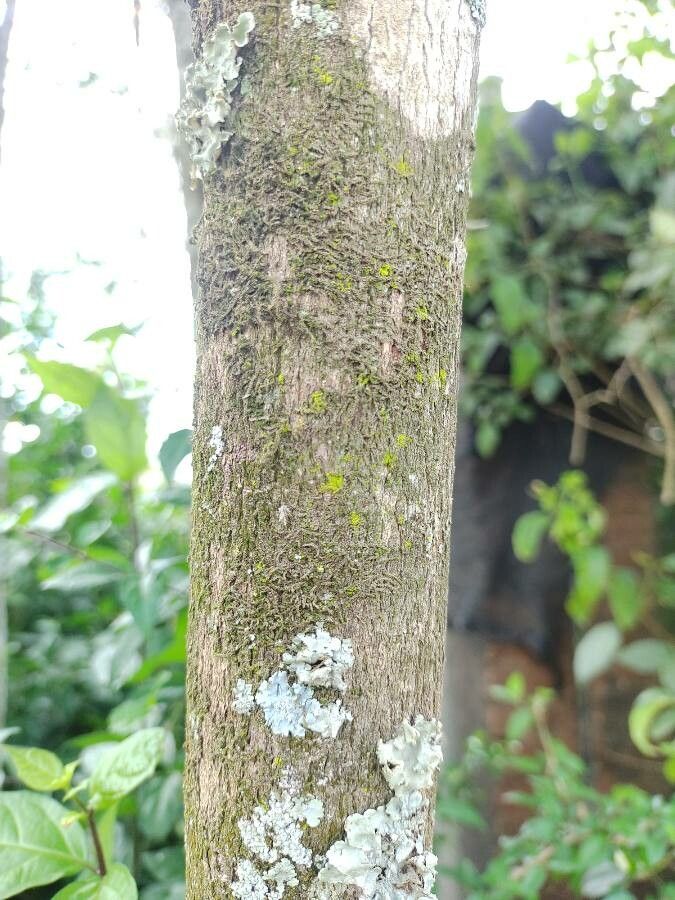 Eugenia sprengelii bark