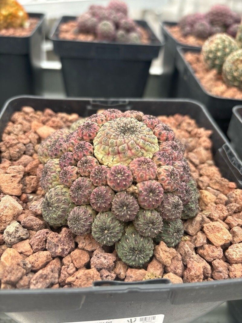Rebutia glomeriseta leaf