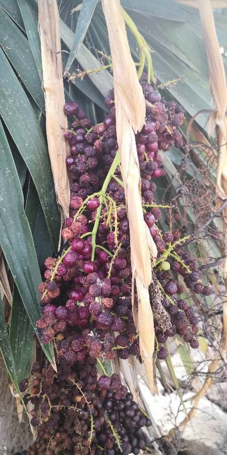 Coccothrinax borhidiana fruit