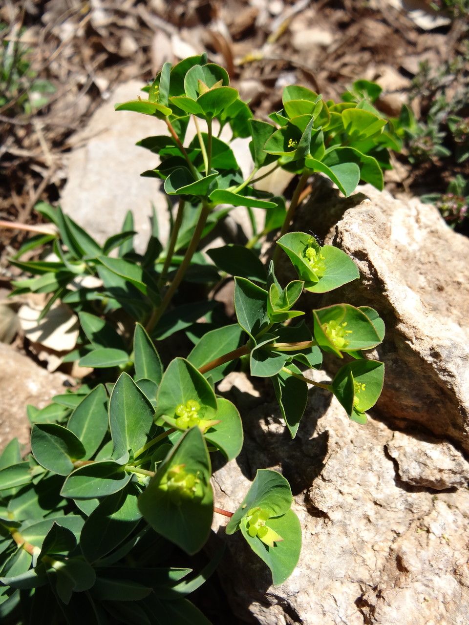 Euphorbia duvalii — houseplant care guide