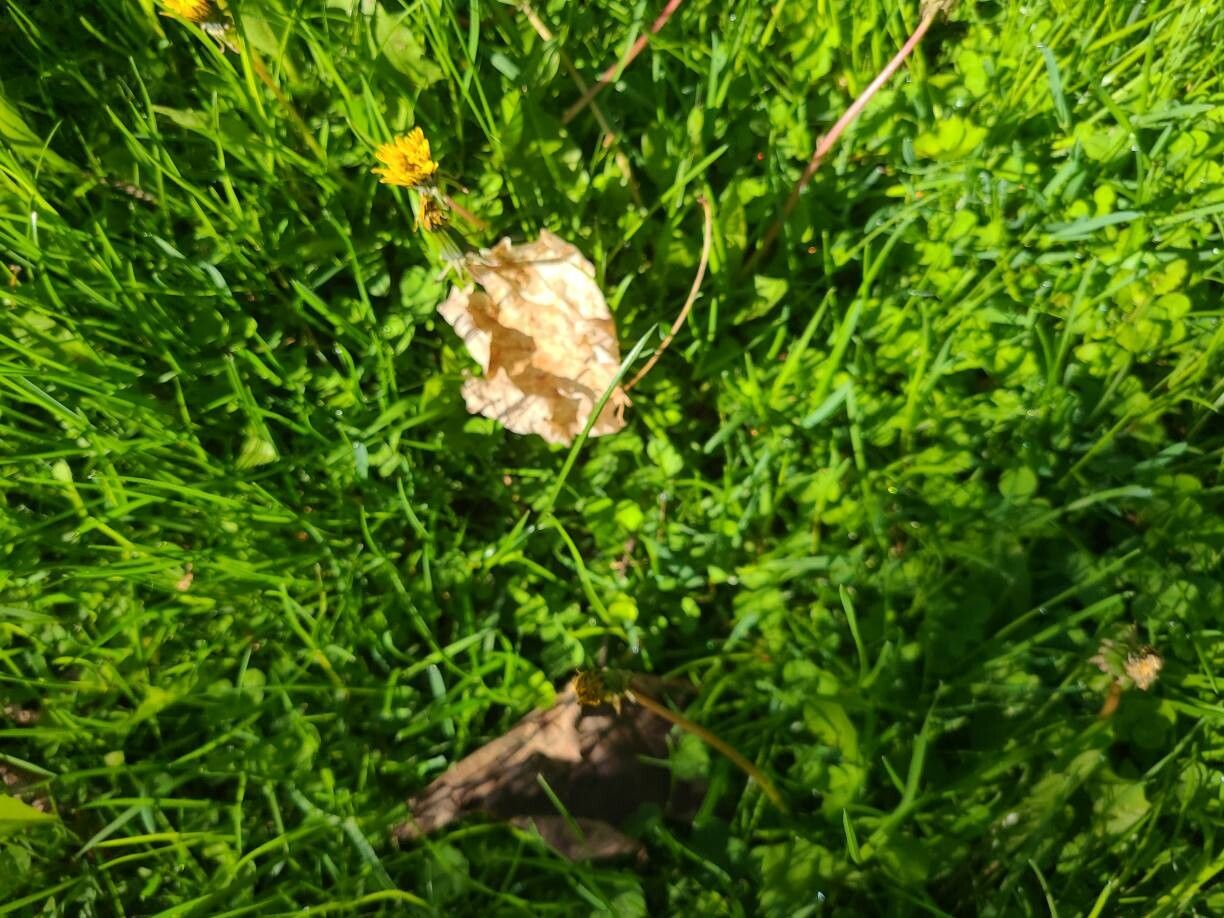 Taraxacum retroflexum fruit