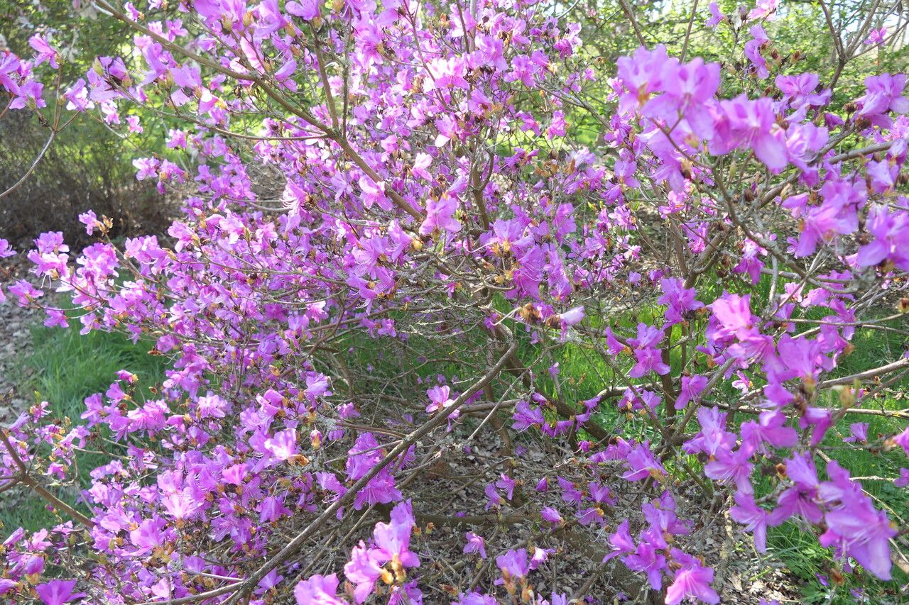 Rhododendron dilatatum habit