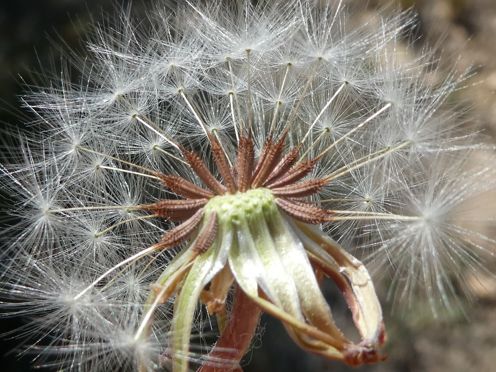 Taraxacum obovatum fruit