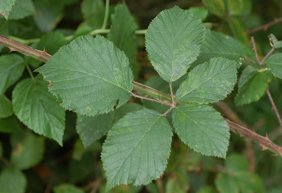 Rubus atrovirens — houseplant care guide