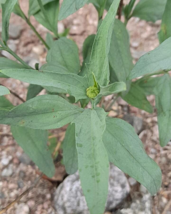 Pascalia glauca — houseplant care guide