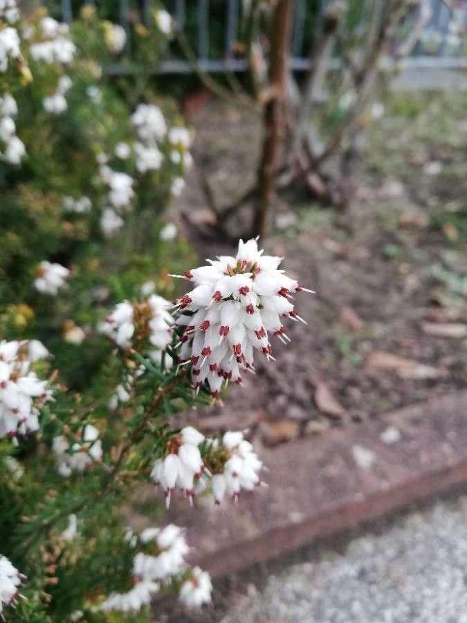 Erica arborea flower