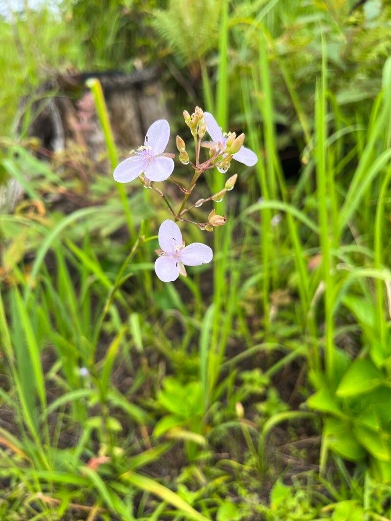 Murdannia graminea flower