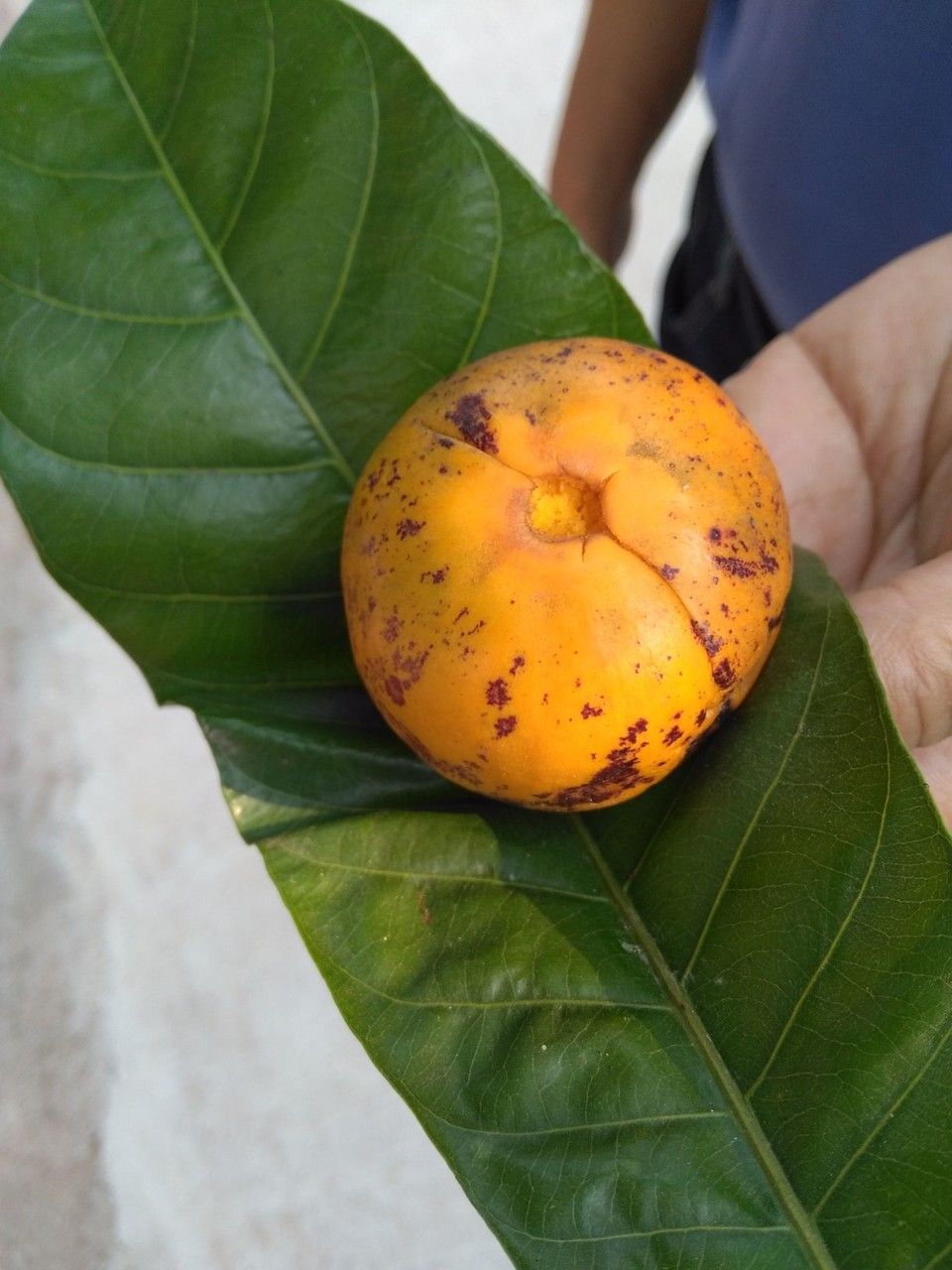 Planchonella grandifolia fruit