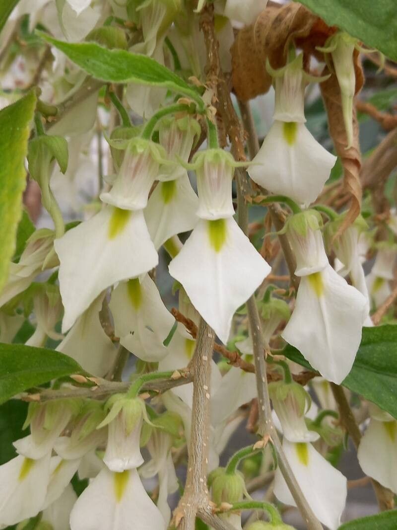 Pombalia prunifolia flower