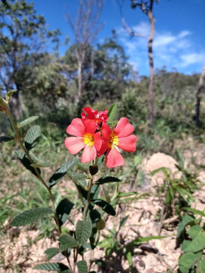 Melochia tomentosa flower