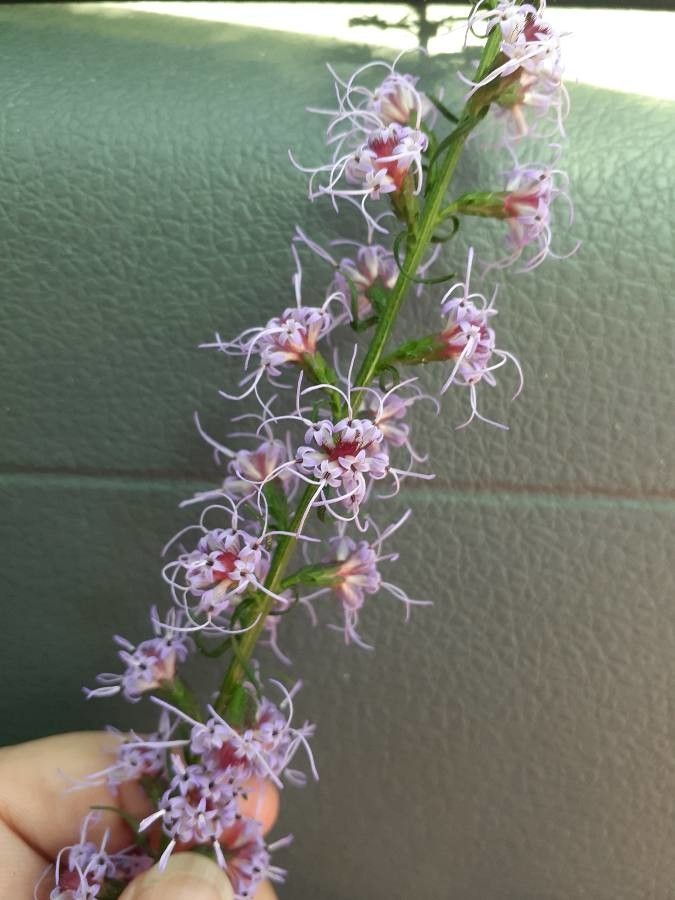 Liatris pilosa — search result for 'Liatris'