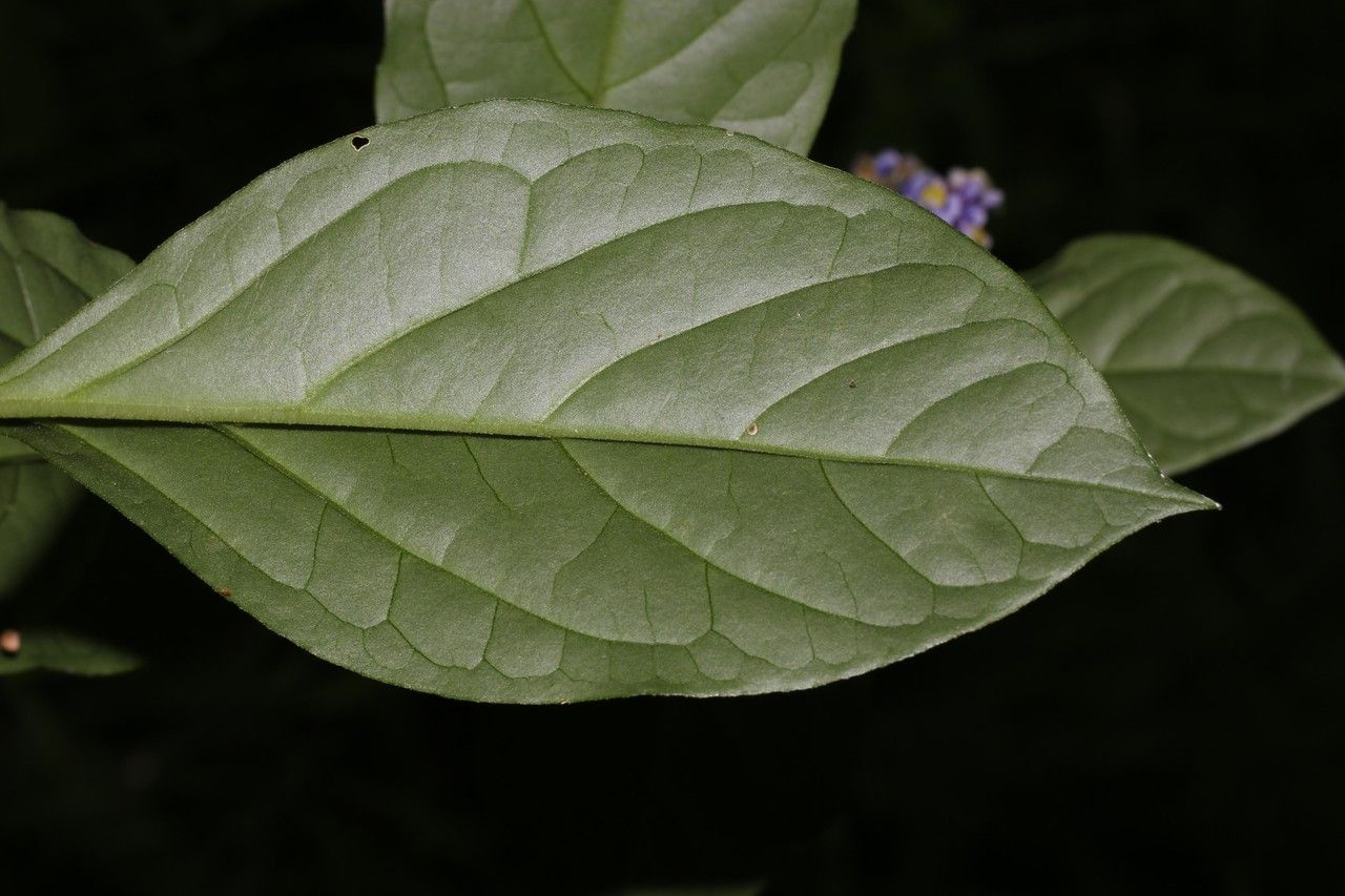 Varronia linnaei leaf