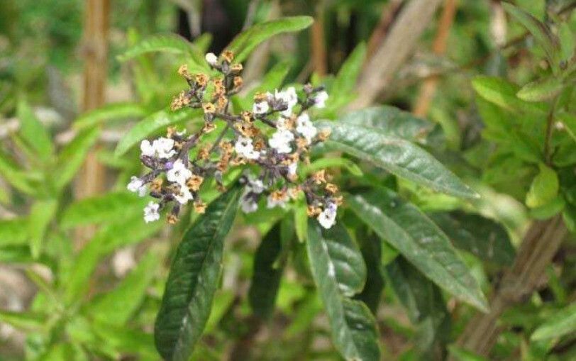 Vitex cooperi — search result for 'Nicaragua'