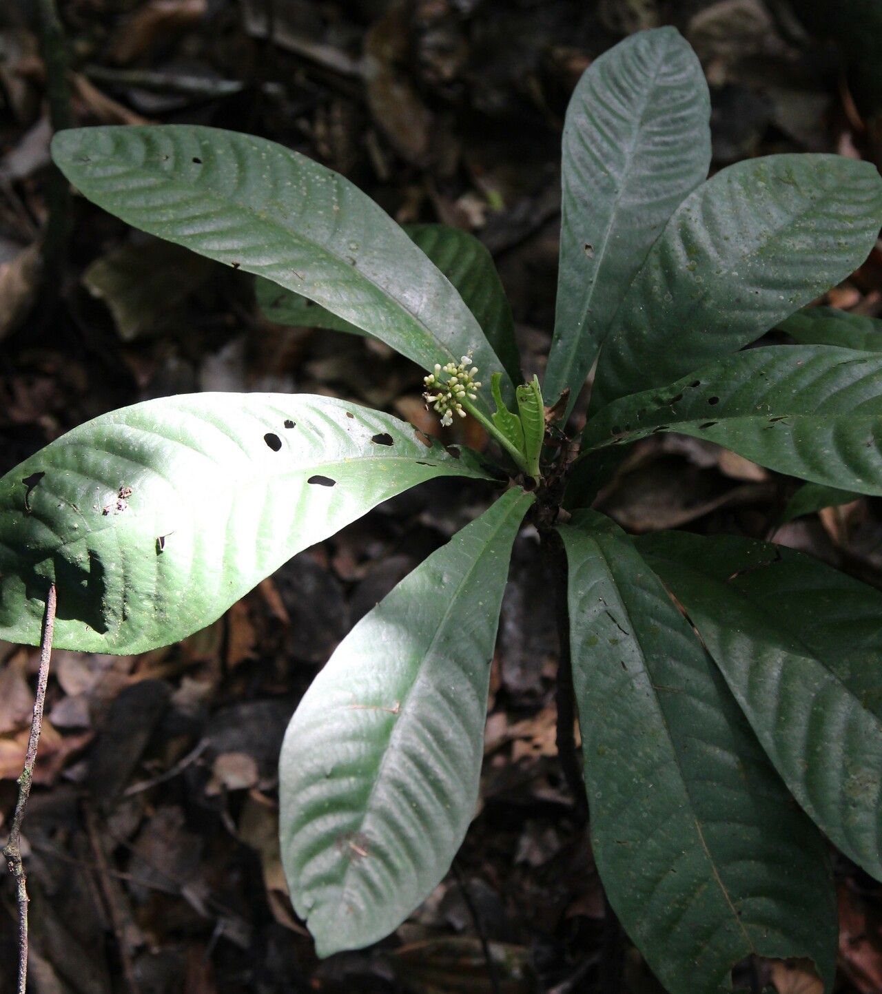 Psychotria konguensis — houseplant care guide