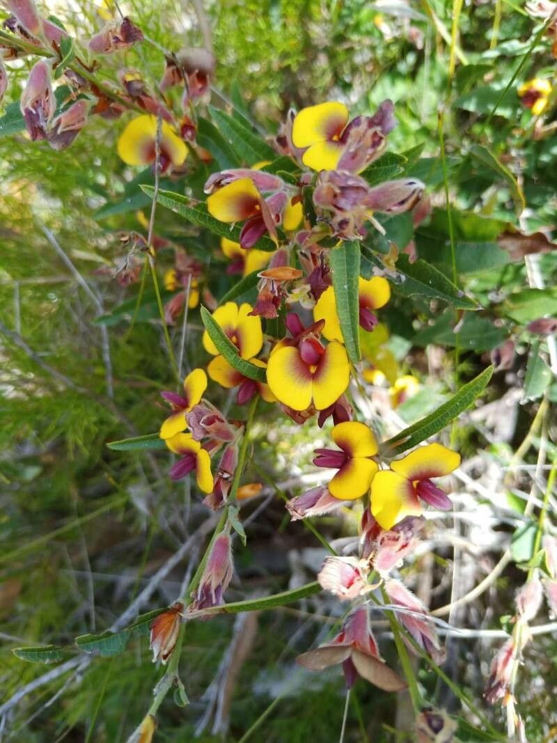 Bossiaea ornata flower