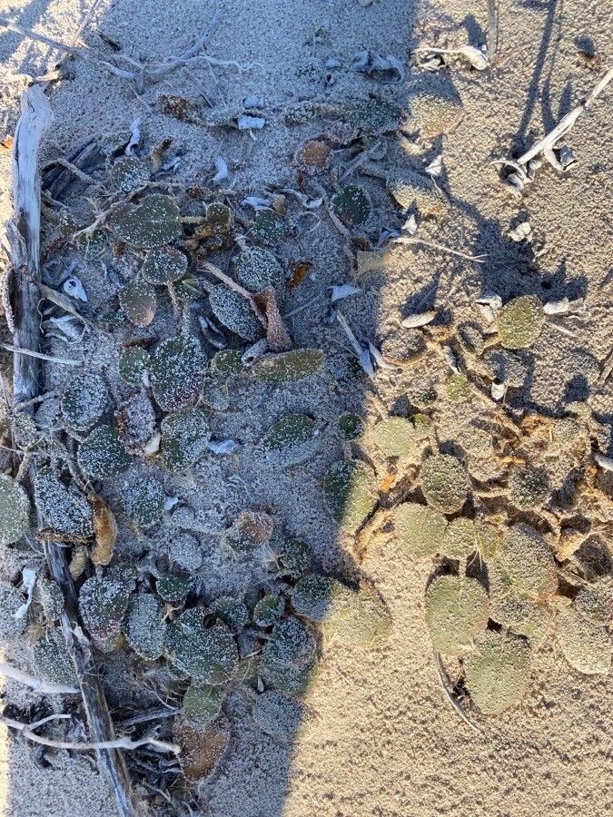 Abronia latifolia habit
