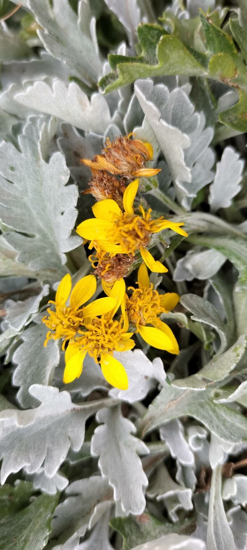 Jacobaea carniolica flower