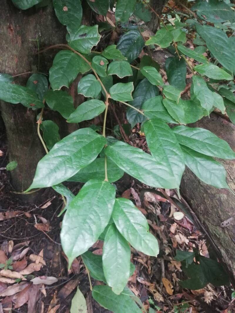 Cleistanthus caudatus leaf