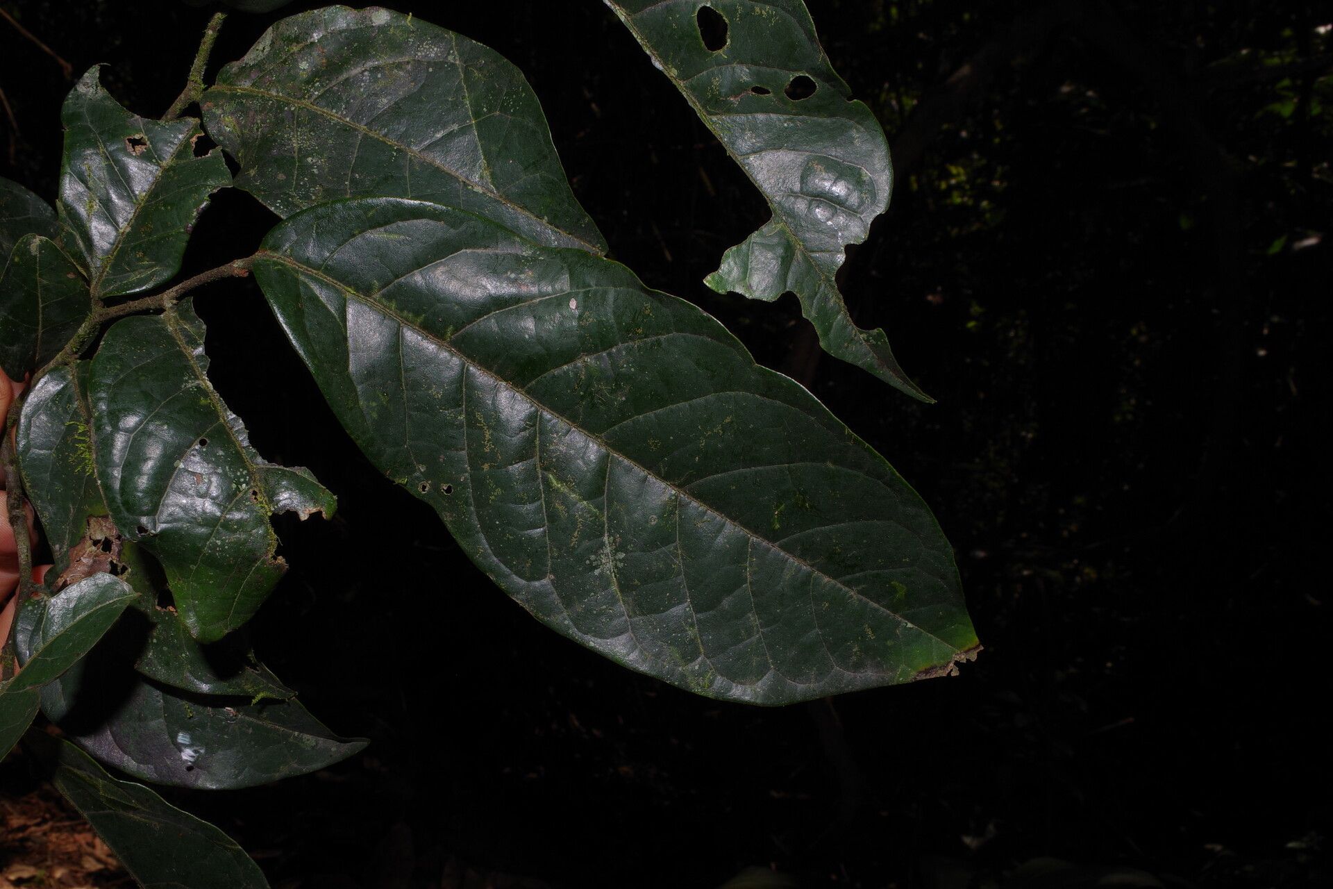 Uvaria mollis — houseplant care guide