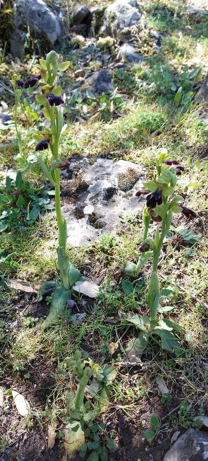 Ophrys eleonorae habit
