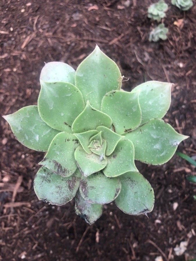 Aeonium canariense leaf