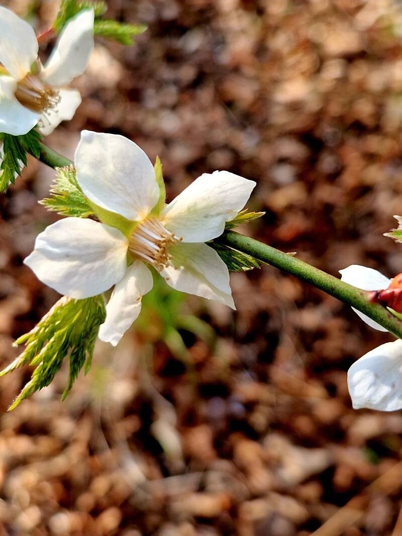 Rubus palmatus flower