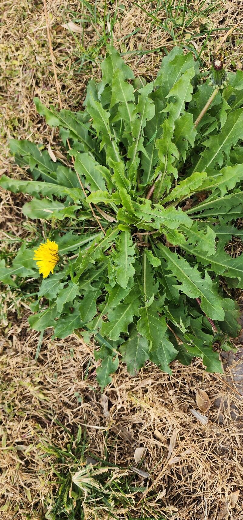 Taraxacum sonchoides habit