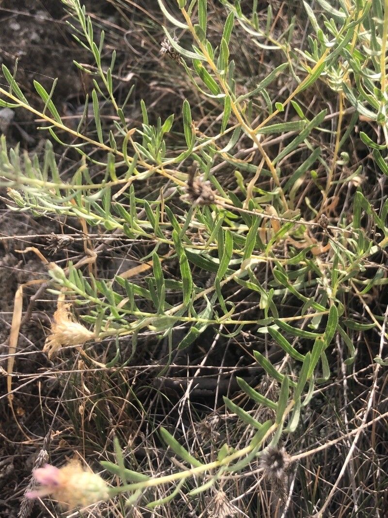 Centaurea hyssopifolia — houseplant care guide