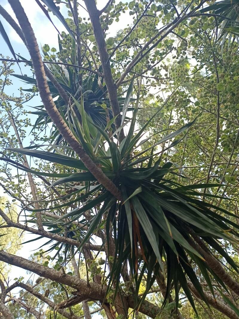 Dracaena concinna leaf