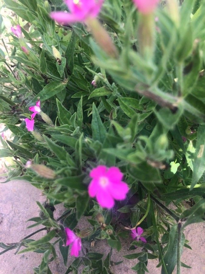 Silene diclinis leaf