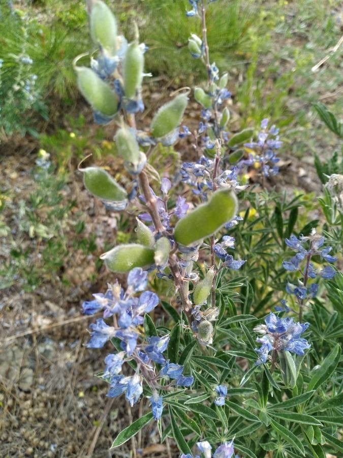 Lupinus sericeus fruit