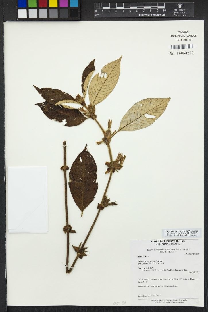 Sabicea amazonensis other