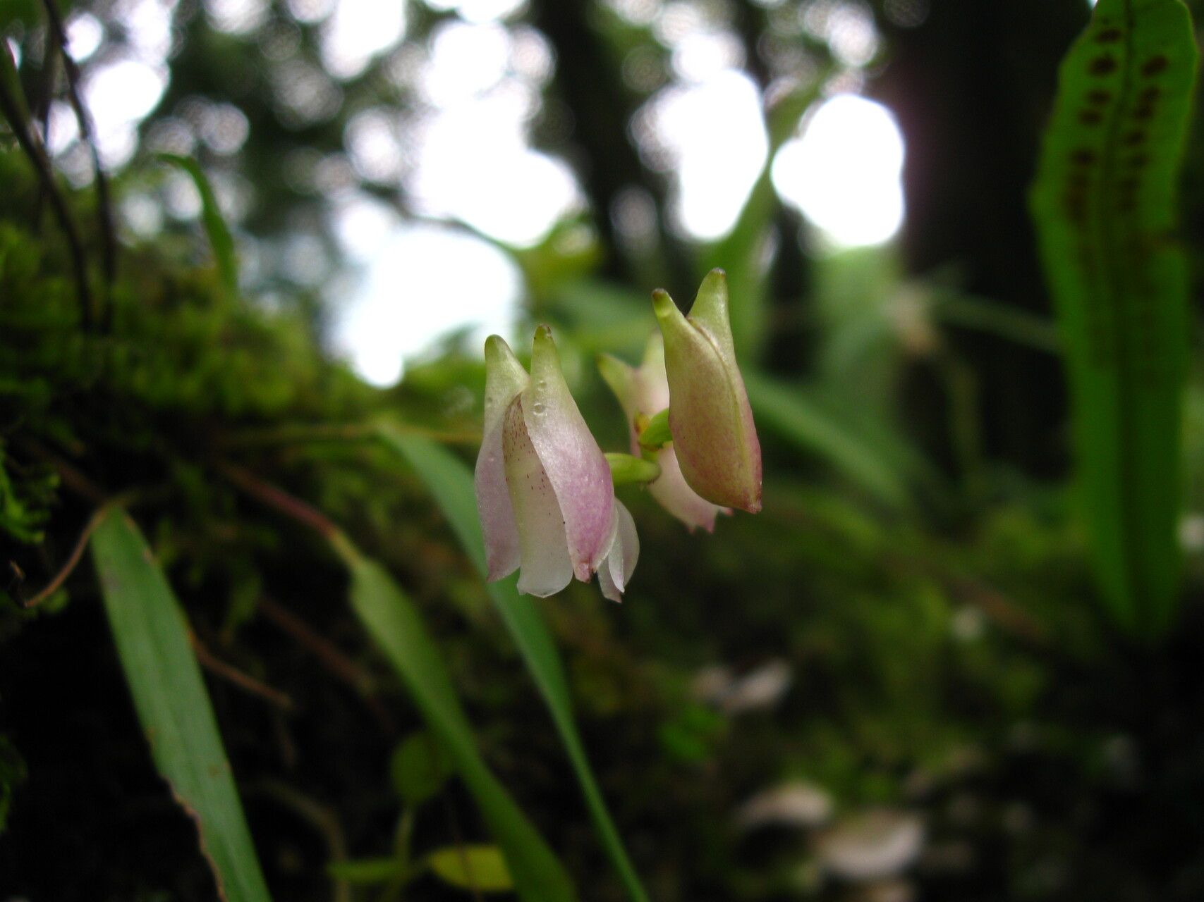 Polystachya bicalcarata — houseplant care guide