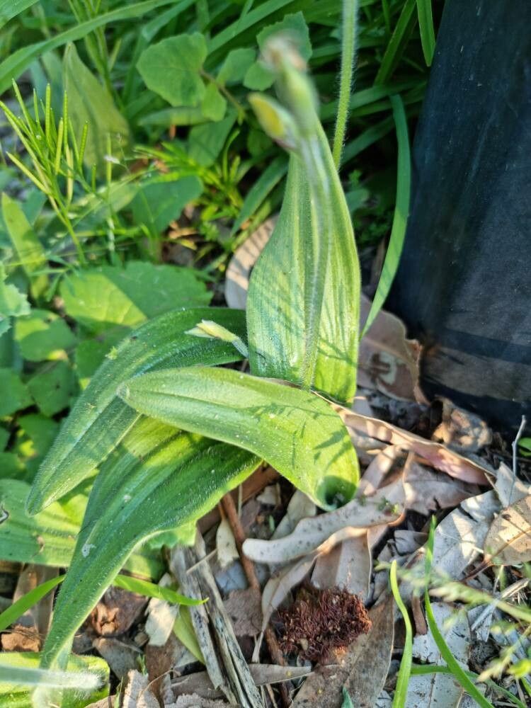 Caladenia latifolia — houseplant care guide