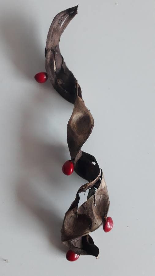 Erythrina flabelliformis fruit