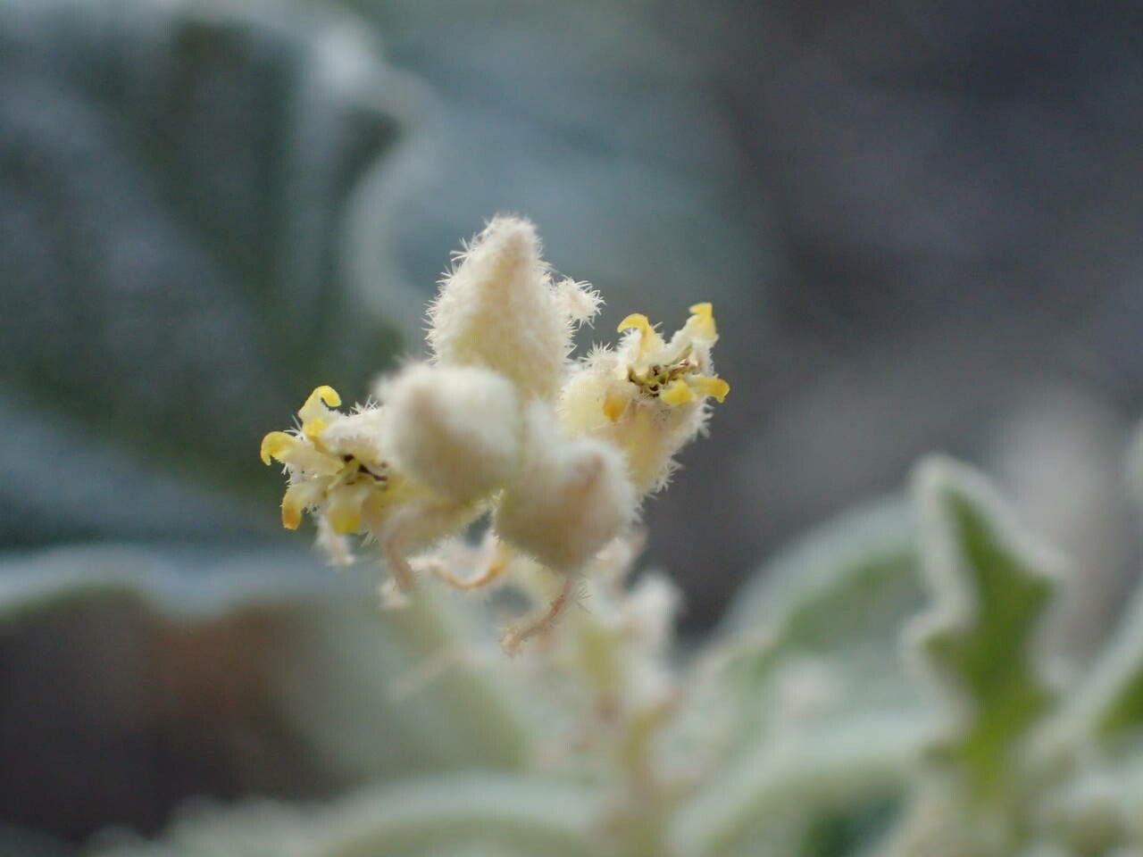 Chrozophora tinctoria flower